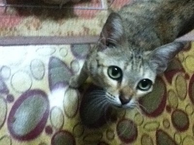 Fiona - Domestic Short Hair Cat