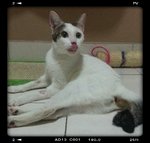 Polkadot-1 - Domestic Short Hair Cat