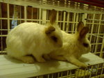 Snowball - Angora Rabbit + Bunny Rabbit Rabbit