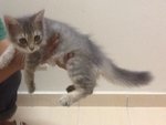 Anak Eva Dan Momo - Domestic Medium Hair Cat