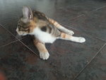 Nini - Domestic Medium Hair Cat