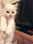 No Name - Persian Cat