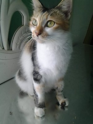 Poppy - Calico + Munchkin Cat