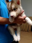 Red White Siberian Husky Blue Eyes - Siberian Husky Dog