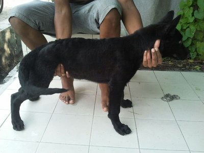 Black German Shepherd  - German Shepherd Dog Dog