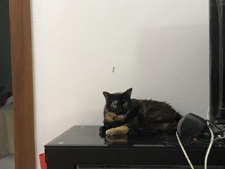 Lollita - Domestic Medium Hair Cat