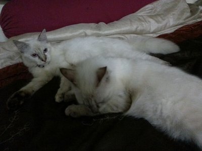 Sophie - Turkish Angora Cat