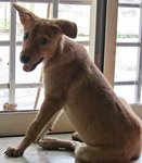Kopi-diam (Kopitiam) - Mixed Breed Dog