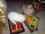 PF4819 - Applehead Siamese + Persian Cat