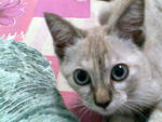 Bluee Aka Biru - Siamese + Domestic Short Hair Cat