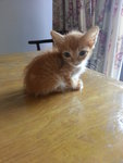 Baby G - Domestic Short Hair Cat