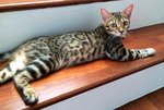 Brown Large Rosetted Bengal - Bengal Cat