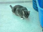 School Cats - Domestic Short Hair Cat