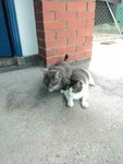 School Cats - Domestic Short Hair Cat