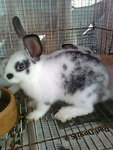 Cross Colour Rabbit - Bunny Rabbit Rabbit