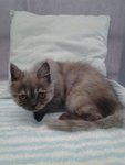 Chocogurl Exotic Shorthair  - Exotic Shorthair + Domestic Long Hair Cat