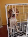 Meenuu - Beagle Dog