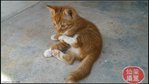 X (Adopted) Laisin - Orangejus - Domestic Short Hair Cat