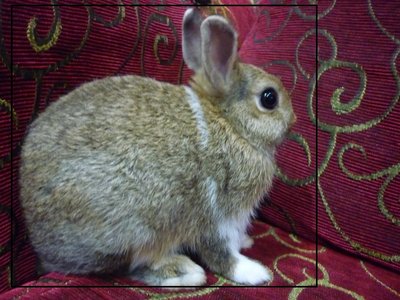 Omey - Dwarf Rabbit