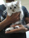 Persian  - Persian Cat