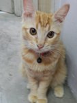 Kechik - Domestic Medium Hair + Maine Coon Cat