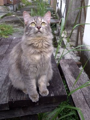 Bebew - Domestic Long Hair Cat