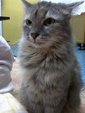 Bebew - Domestic Long Hair Cat