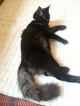 Pipy - Persian + Domestic Long Hair Cat