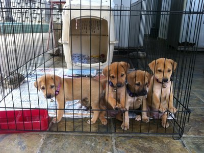 4 Adorable Puppies - Mixed Breed Dog