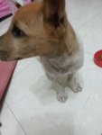 Jack ( Puchong ) - Jack Russell Terrier Mix Dog