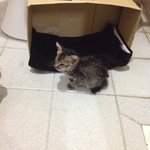 Moya - The Tabby Kitten - Domestic Short Hair Cat
