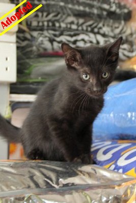 X (Adopted) Angela -kitten No:2 - Domestic Short Hair Cat