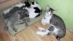 4 Musketeers - Domestic Short Hair + Domestic Long Hair Cat