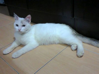 Kiju (Oki Junior) - Balinese Cat