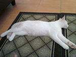 Kiju (Oki Junior) - Balinese Cat