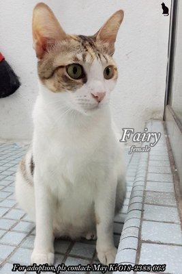 ★  Mayki - Fairy (♀)  ★ - Domestic Short Hair Cat