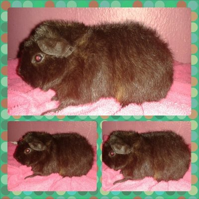 Janet - Guinea Pig Small & Furry
