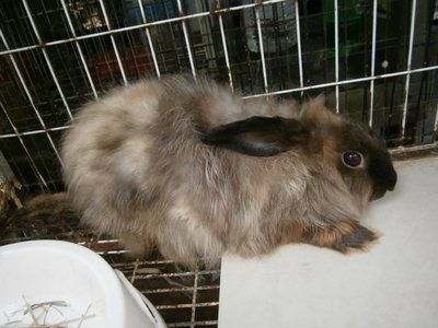 Messy (Rabbit) - Bunny Rabbit Rabbit