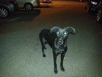 Ambrea - Greyhound + Labrador Retriever Dog