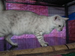 Hazel - Bengal Cat