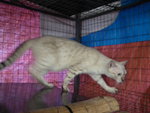 Hazel - Bengal Cat
