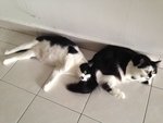 Miki - Domestic Short Hair Cat
