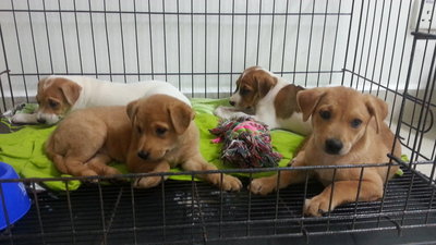 4 Puppies ( 7 Weeks ) - Mixed Breed Dog