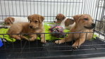 4 Puppies ( 7 Weeks ) - Mixed Breed Dog