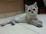 Female Persian Kitten (Cikki) - Persian Cat