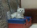 Female Persian Kitten (Cikki) - Persian Cat