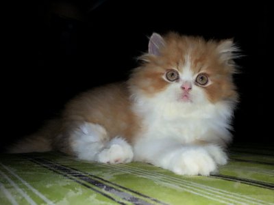 Prince Drogba - Persian Cat