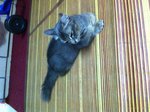 Gabby Grey - Persian Cat