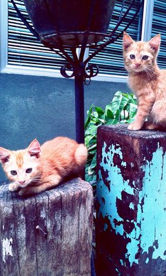 Sepet And Clumsy - Domestic Medium Hair + Persian Cat