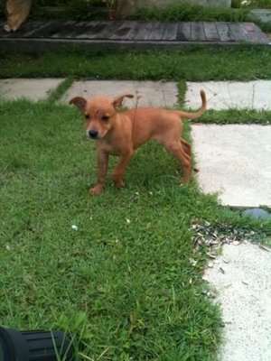 Sandy - Mixed Breed Dog